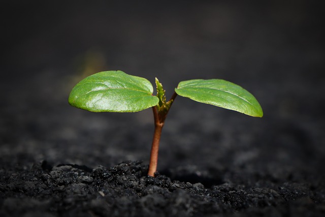 https://www.gudrun-kropp.de/images/kunde/11.07.2025-plant-8338691_640.jpg